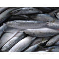 Frozen Horse Mackerel Price 16-20cm 20-25cm 25cm Up